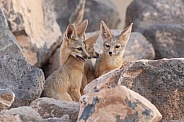 Kit Fox, Vulpes macrotis