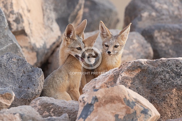 Kit Fox, Vulpes macrotis