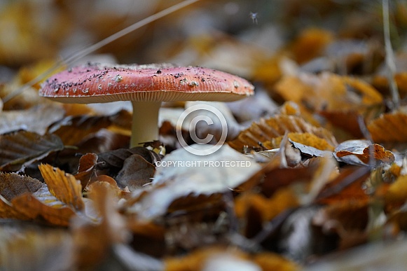 Fly Agaric Fly Agaric