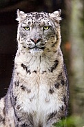 Serious snow leopard