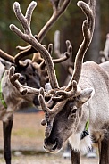 The reindeer or caribou (Rangifer tarandus)