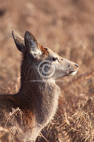 Red Deer