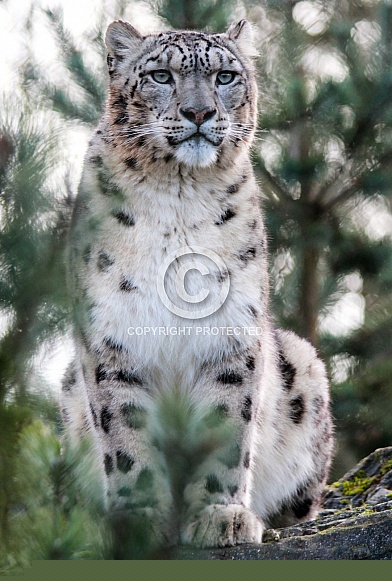 Snow Leopard (Panthera uncia)