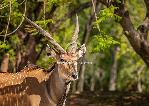 Giant Eland Antelope Giant Eland Antelope