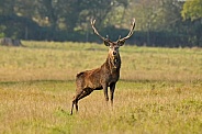 Red Deer Stag