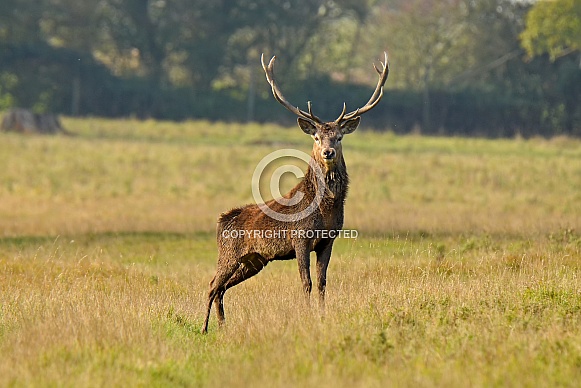 Red Deer Stag Red Deer Stag