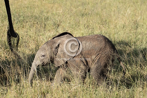 Baby elephant following it's mother in the grass Baby elephant following it's mother in the grass