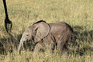 Baby elephant following it's mother in the grass