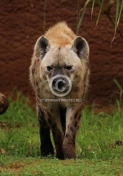 Spotted Hyena