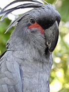 Palm Cockatoo