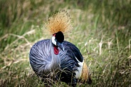 Grey Crowned Crane