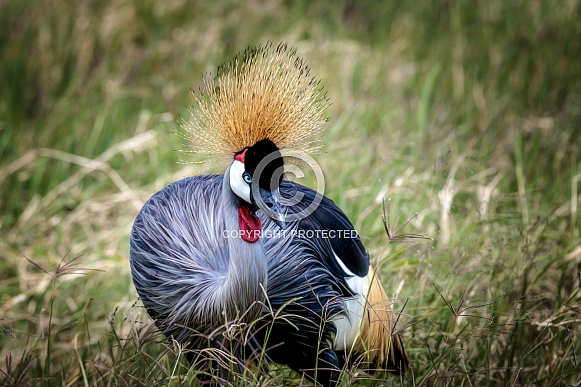 Grey Crowned Crane Grey Crowned Crane
