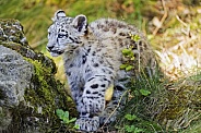 Snow leopard cub
