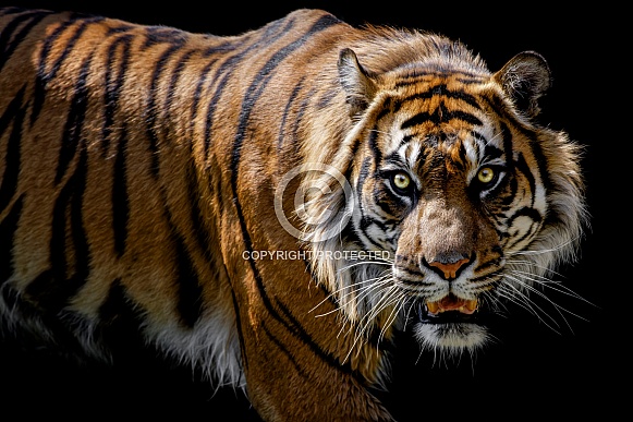 Sumatran Tiger--Close Danger