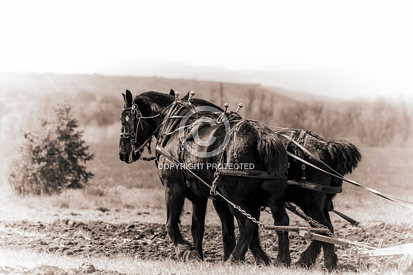 Draft Horse