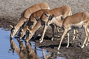 Impala drinking at a waterhole - Namibia