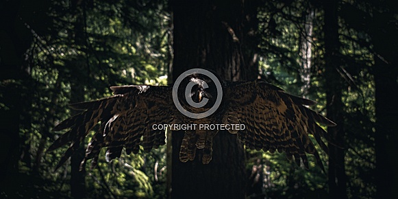 Northern Spotted Owl (Strix occidentalis caurina) Northern Spotted Owl (Strix occidentalis caurina)