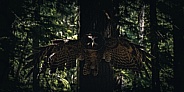 Northern Spotted Owl (Strix occidentalis caurina)