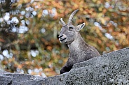 Alpine ibex (Capra Ibex)