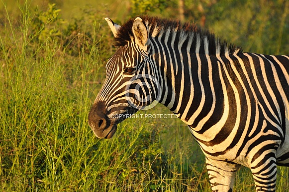 Zebra Zebra