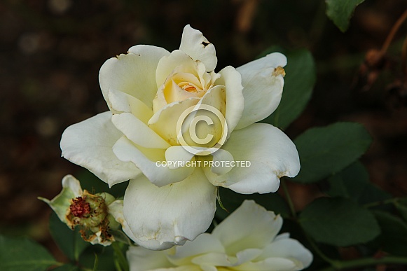 White Rose White Rose