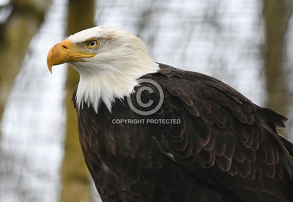 American Sea Eagle