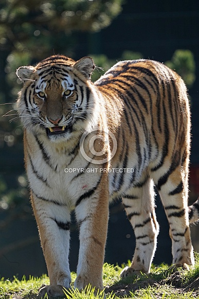 Siberian Tiger