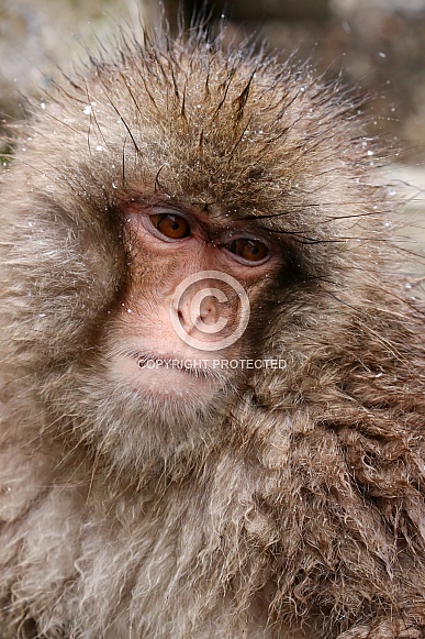 Snow monkey (Japanese Macaque)