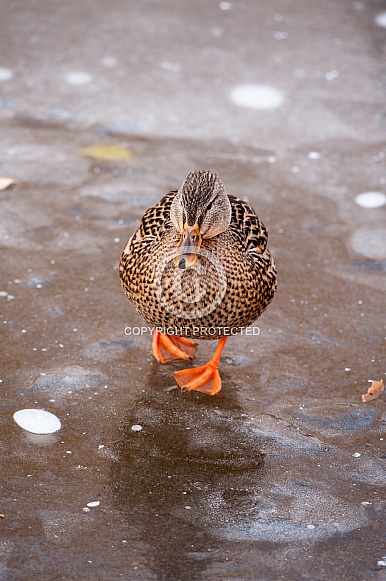 Duck