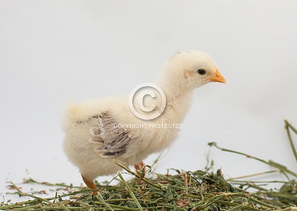 Gallus gallus, domestic chicken