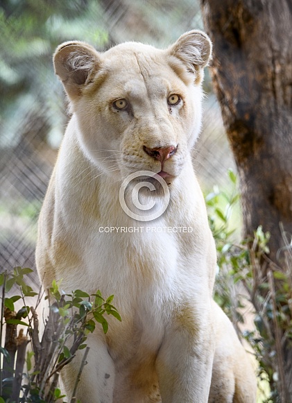 Female lion with a light, creamy colored coat