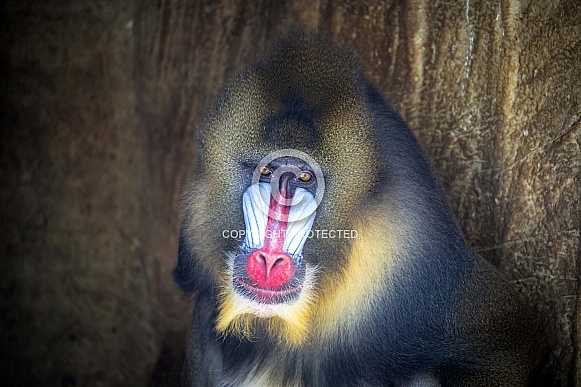 Mandril (Mandrillus sphinx)