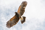 Harris Hawk in Flight