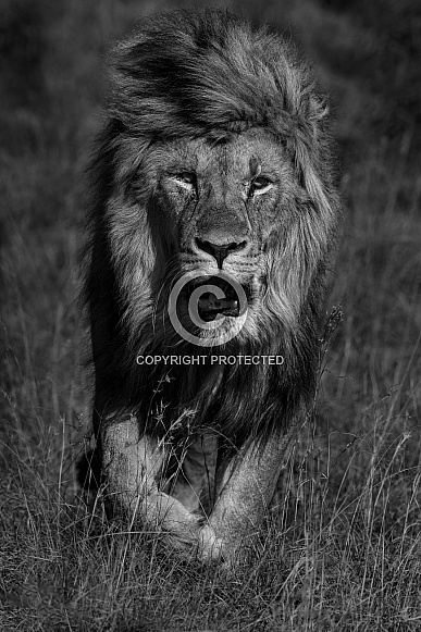 Male lion walking MZNP