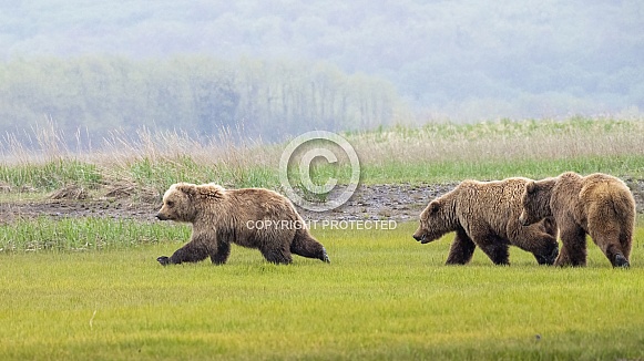 Juvenile Alaska Peninsula Brown Bear or Coastal Brown Bear Juvenile Alaska Peninsula Brown Bear or Coastal Brown Bear