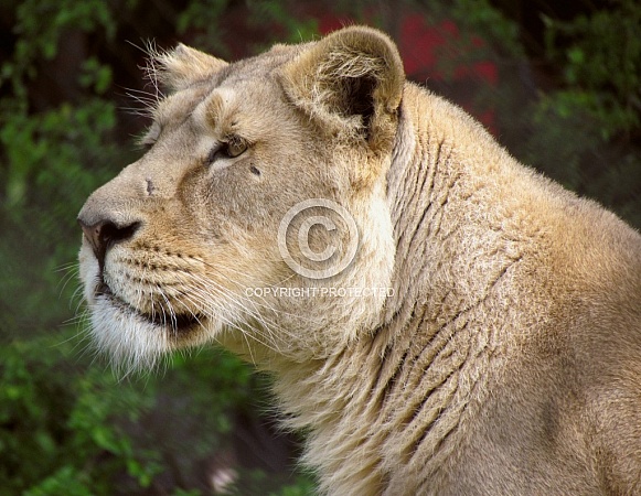 Lioness