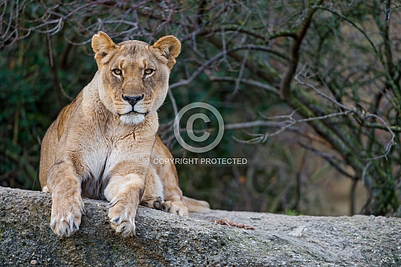 Lioness Lioness