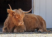 Highland Cow