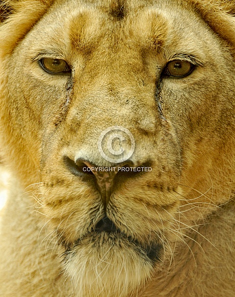 asiatic Lioness