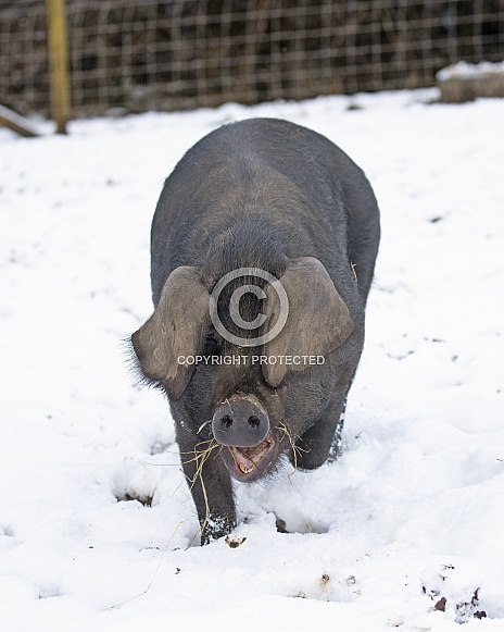 Very Rare Large Black Pig Very Rare Large Black Pig