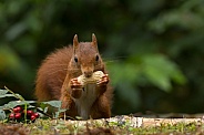 Red Squirrel