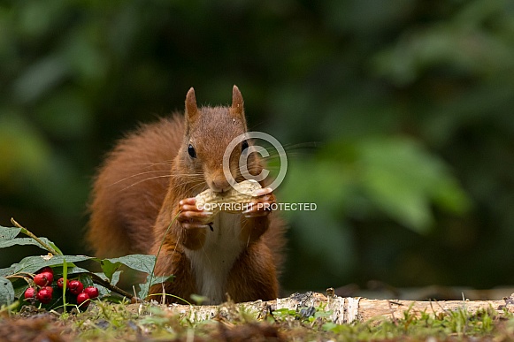 Red Squirrel