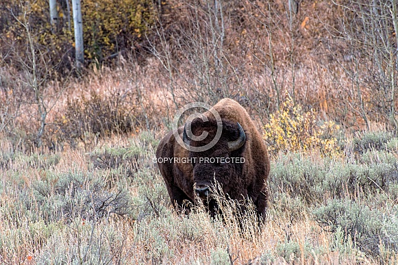 Bison on the Sagebrush Flats Bison on the Sagebrush Flats
