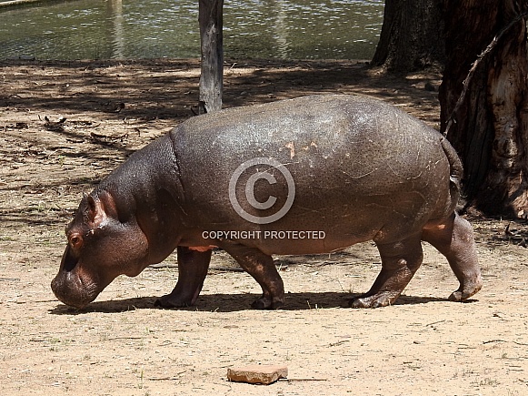 Hippopotamus Hippopotamus