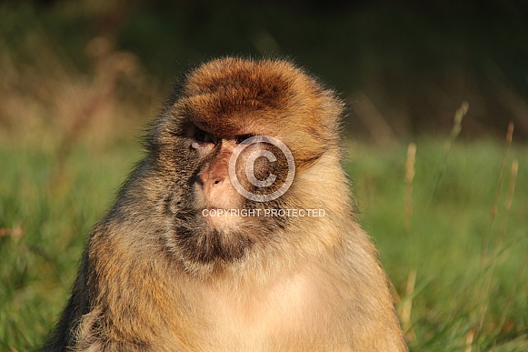 Barbary Macaque Barbary Macaque