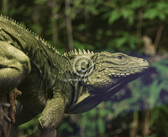 Cuban rock iguana - Cyclura nubila - also known as the Cuban ground iguana Cuban rock iguana - Cyclura nubila - also known as the Cuban ground iguana