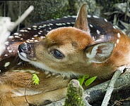 White tailed Deer