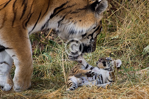 Tiger Mother and Cub