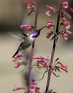 A Male Lucifer Hummingbird Feeds at the Wildflowers of Arizona