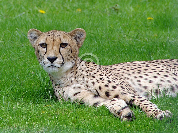 Cheetah